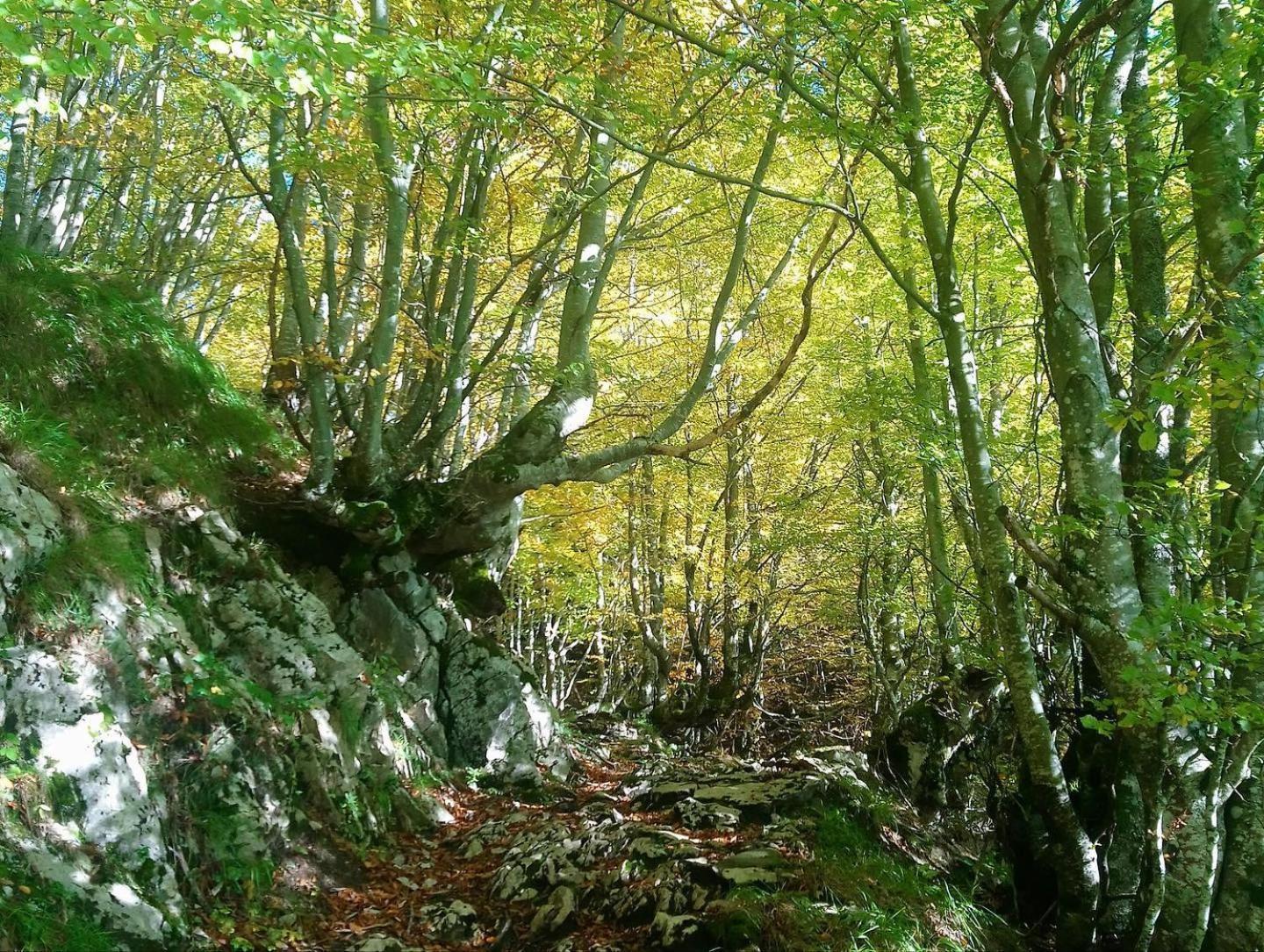 Rurales El Capricho De Carrio Pola de Laviana
